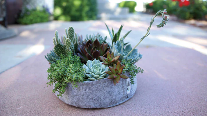 Fabric Planter Succulent Kit - Image 6
