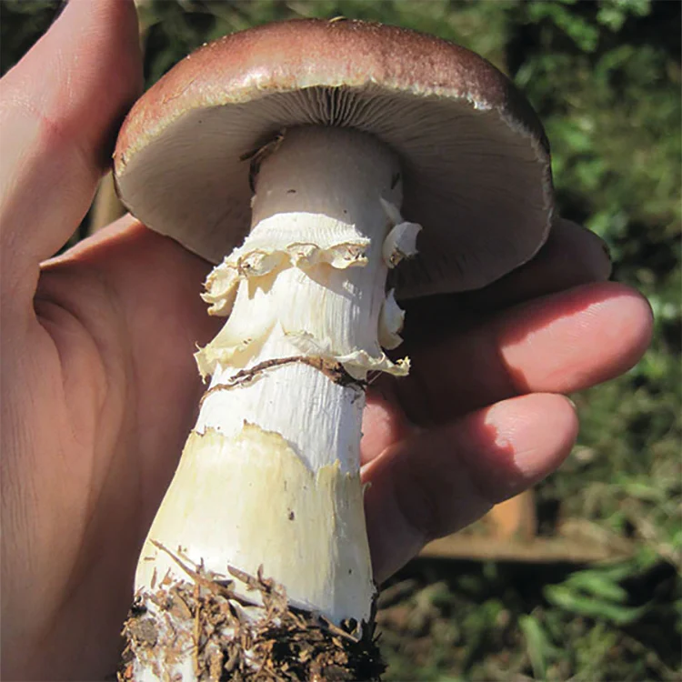 Garden Giant/King Stropharia Mushroom Spawn -5 Lb - Image 4