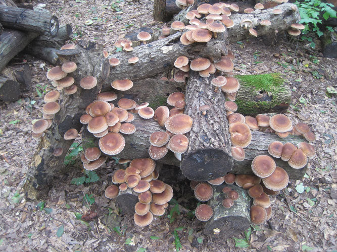 Shiitake Plug Spawn - Image 3