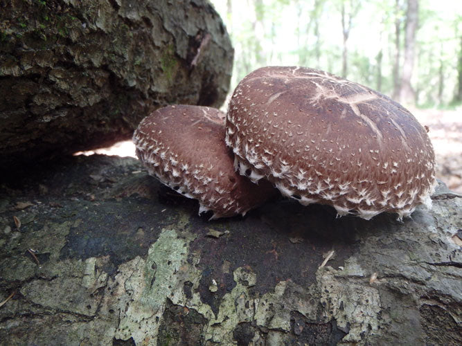 Shiitake Plug Spawn - Image 4
